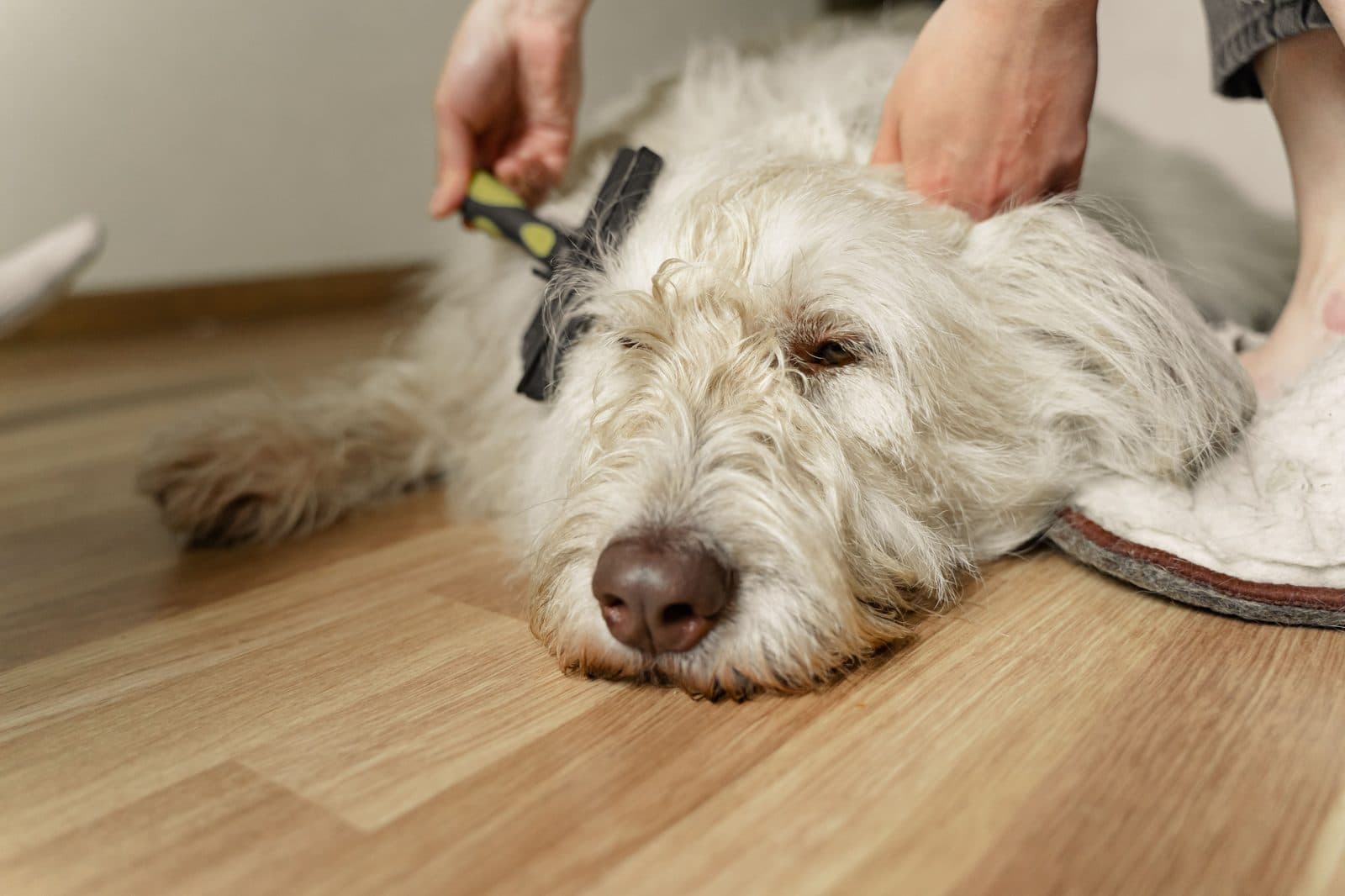 A fluffy white dog being brushed on a wooden floor