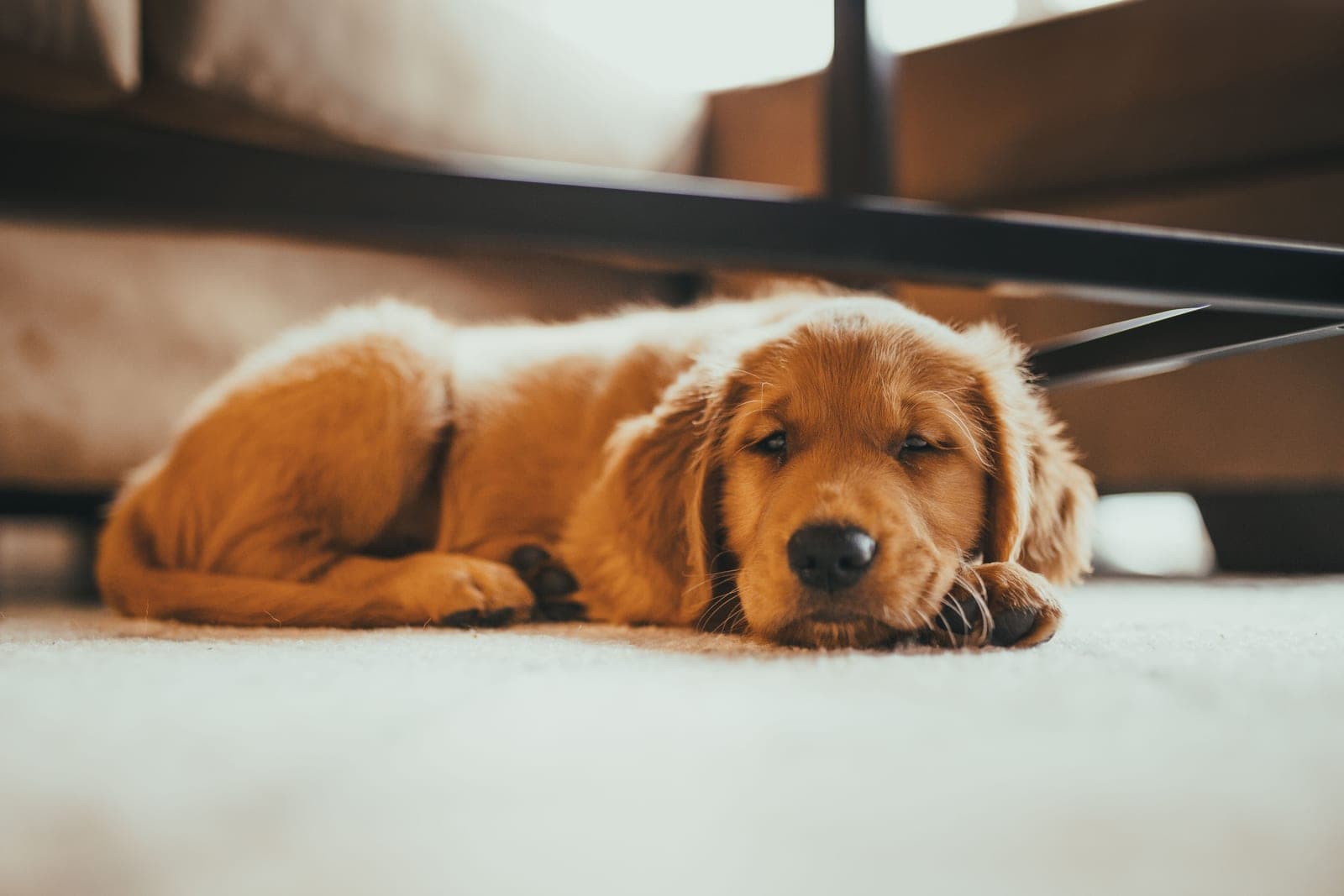 A golden retriever lying on a rug in a living room