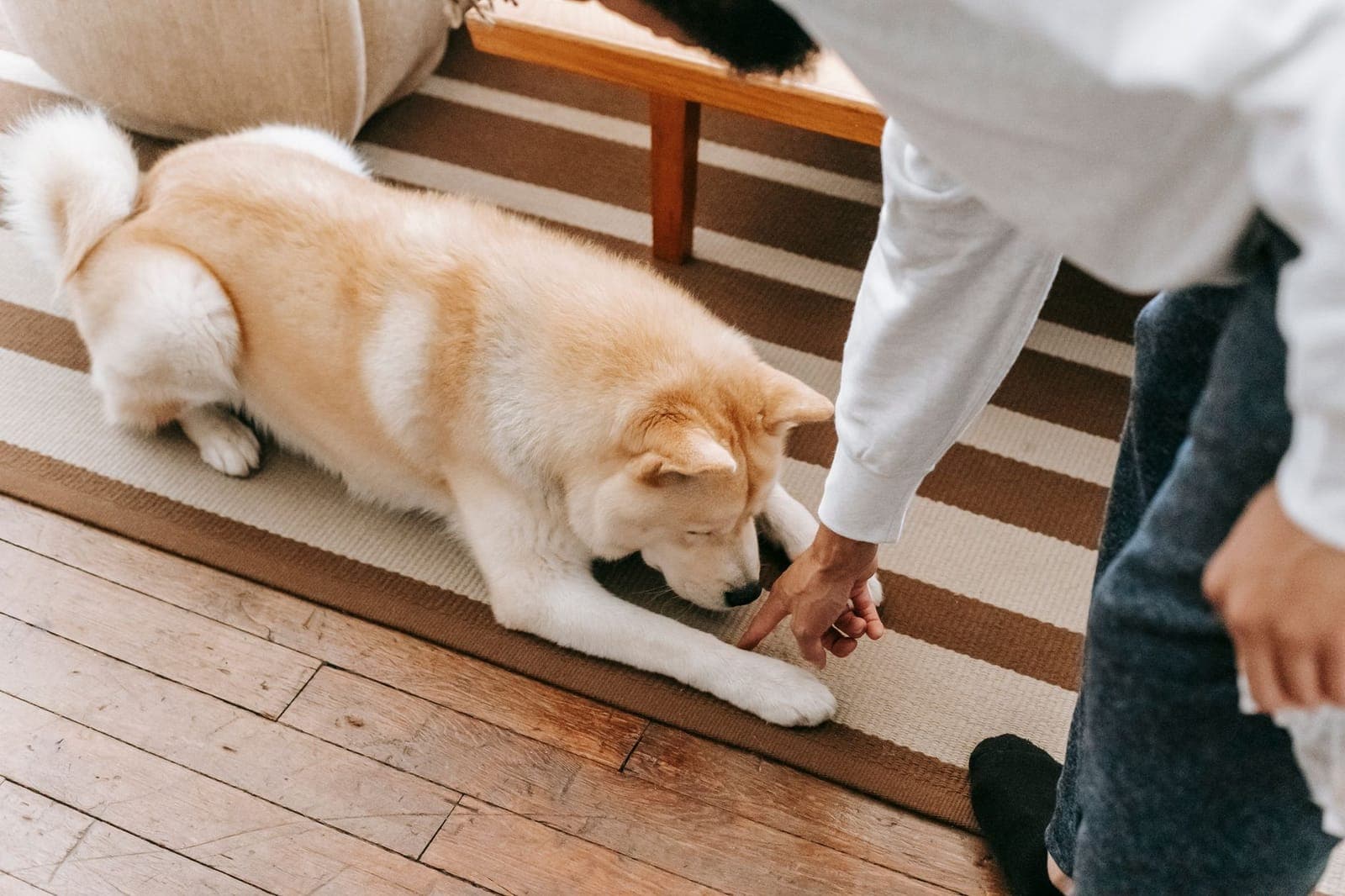 A dog resting on a rug in a living room